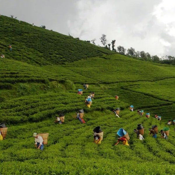 Tea Gardens and the Eastern Himalaya.jpg